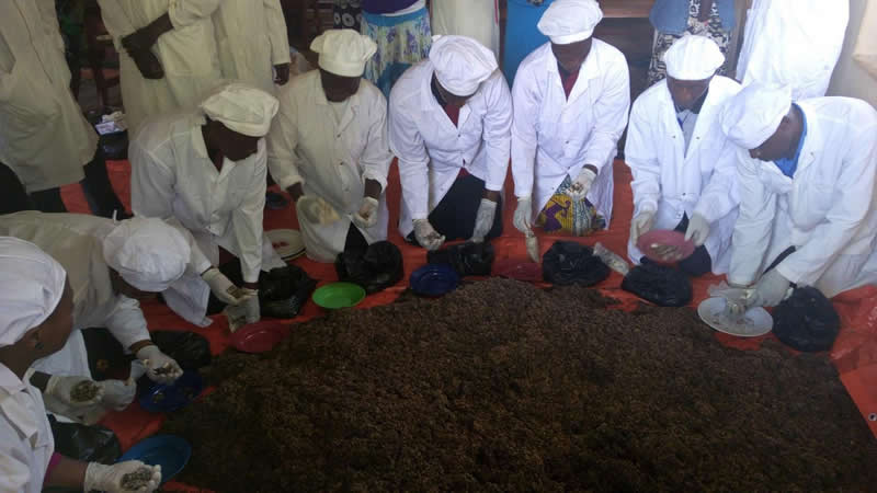 UIA SME TrainingMushroom Soil Preparation