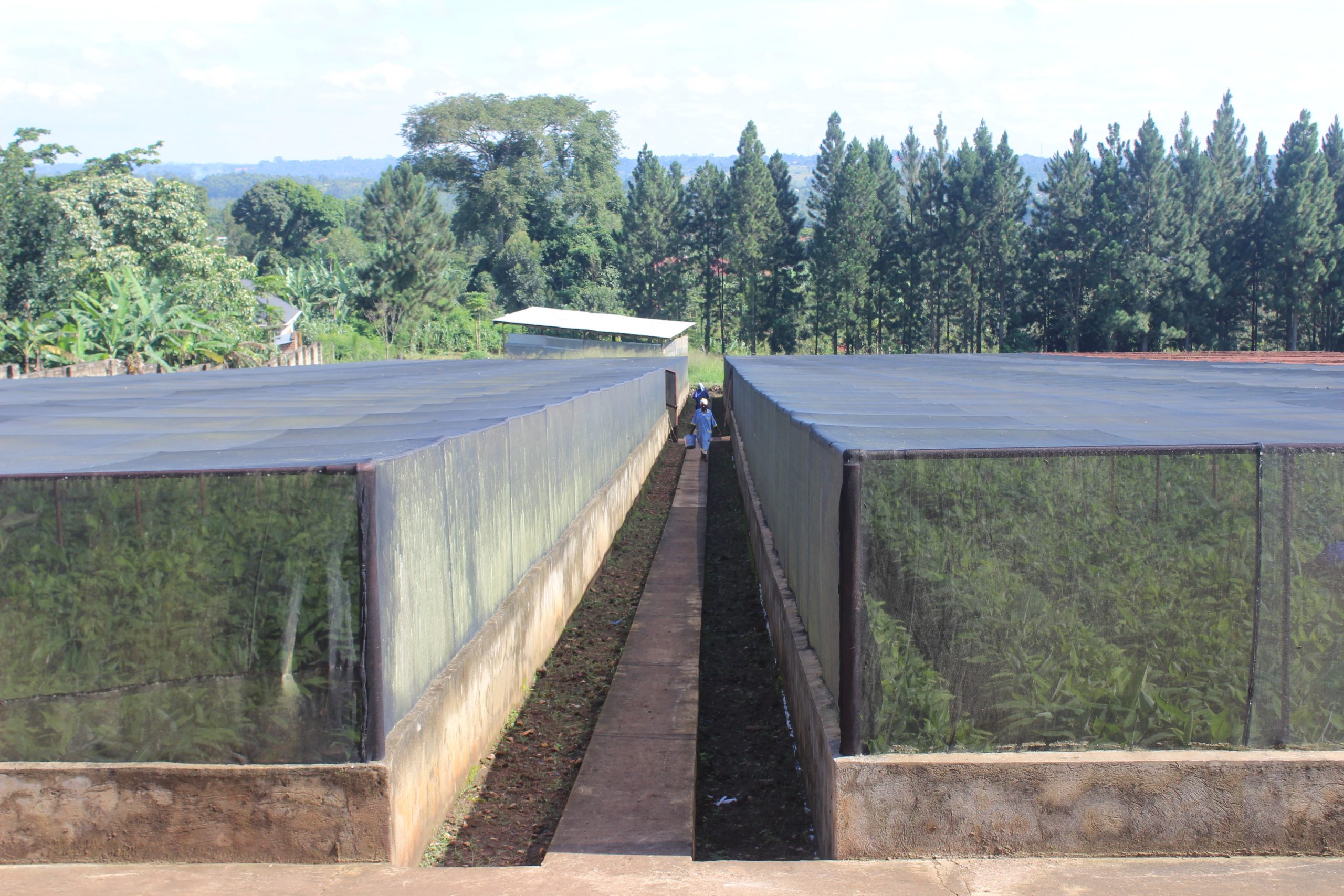 Agro-Technologies Limited tissue culture nursery in Namawojjolo in Mukono District.